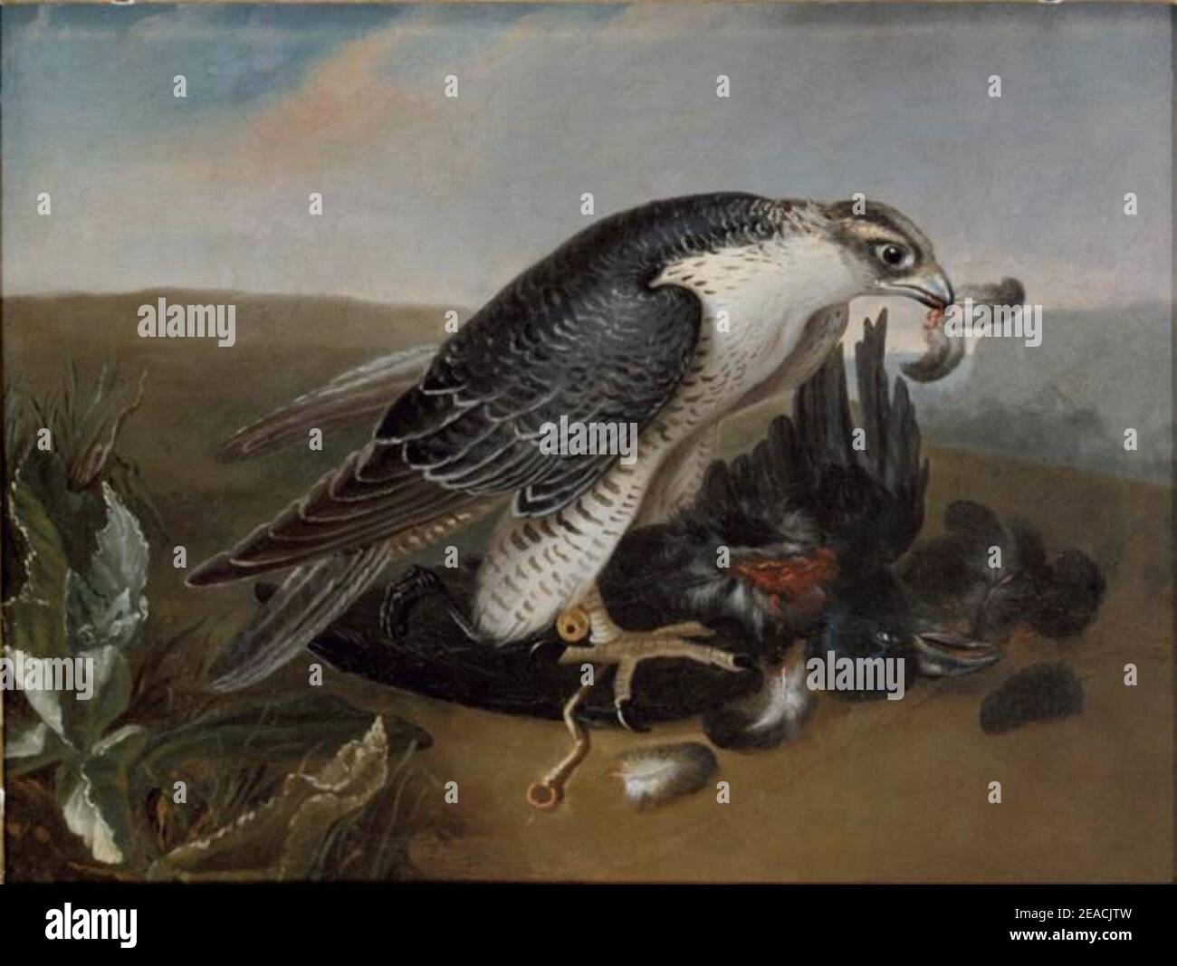 Nicasius Bernaerts - Falcon devouring a bird. Stock Photo