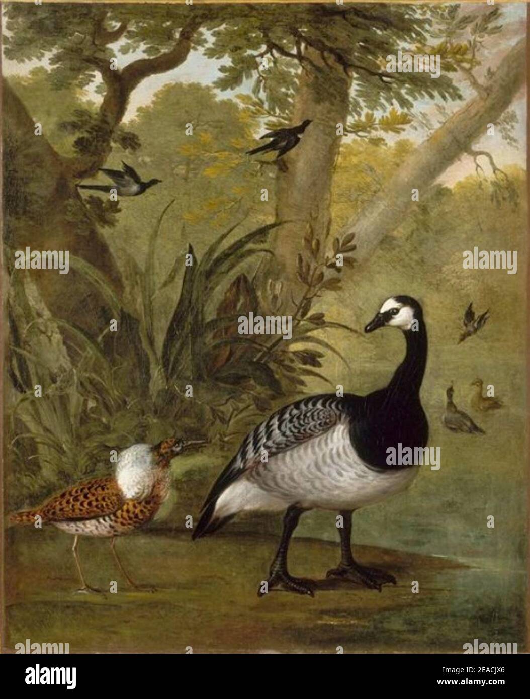Study of birds hi-res stock photography and images - Alamy