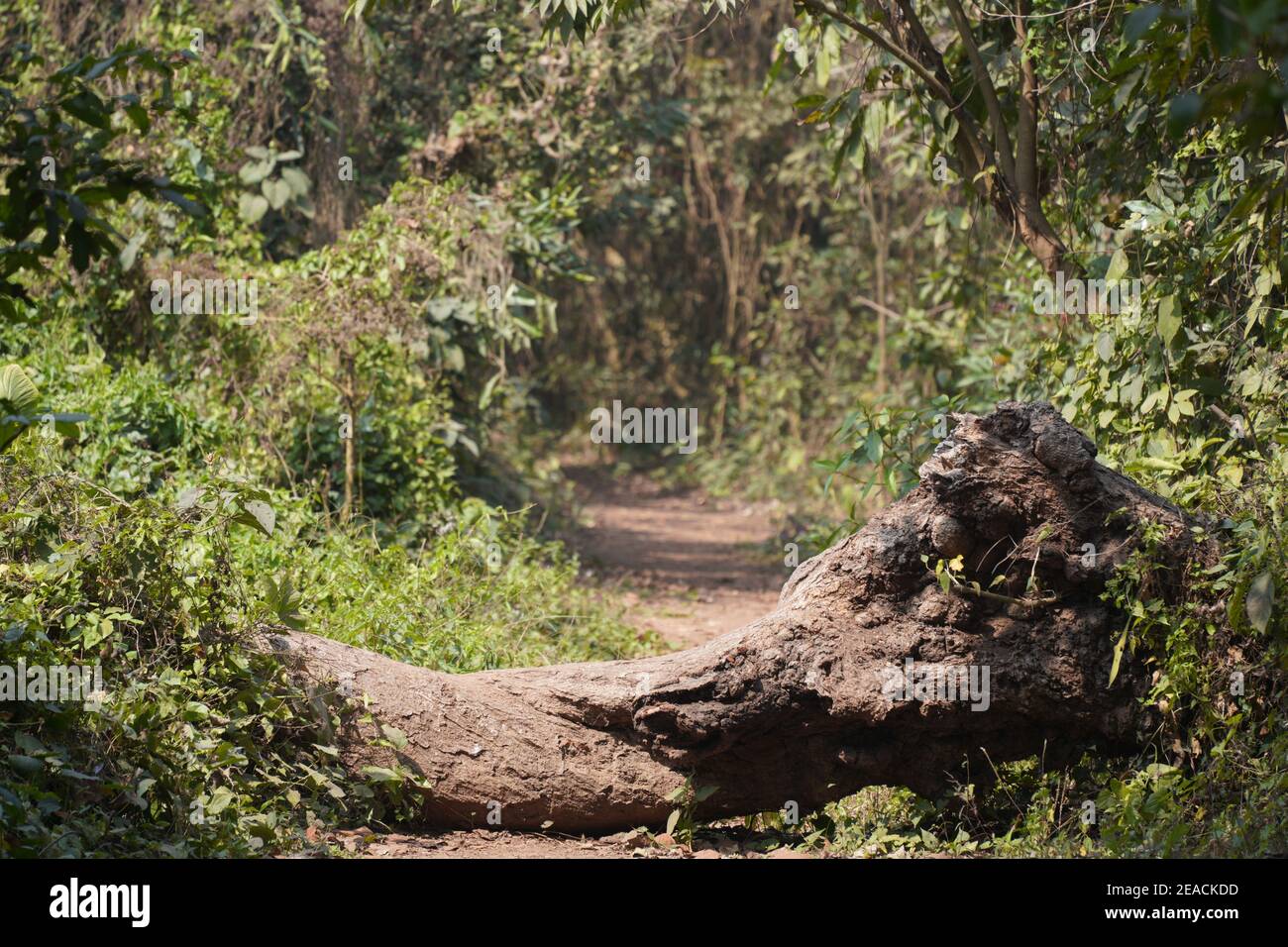 Tree Blocking Forest Track High Resolution Stock Photography and Images ...