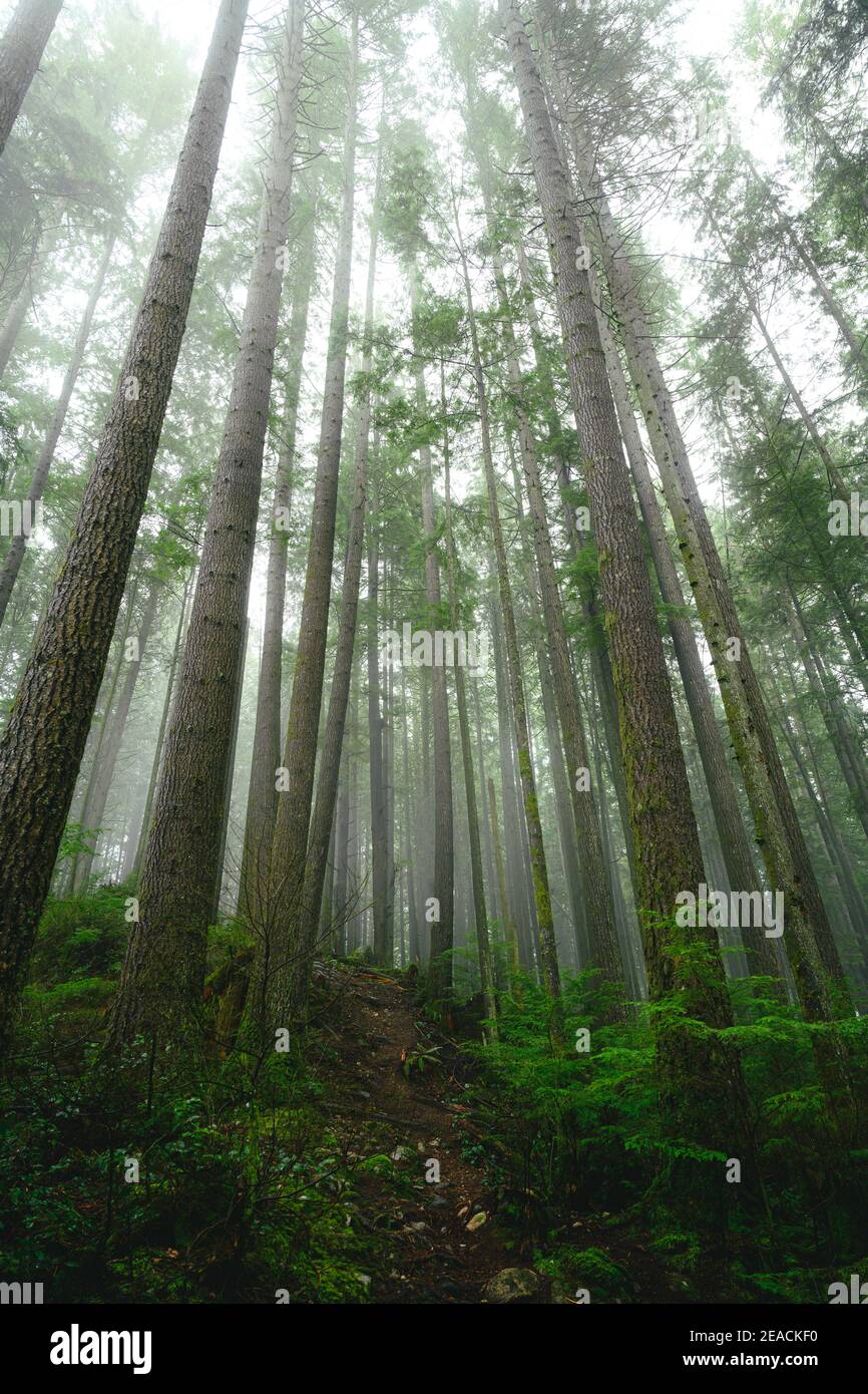 foggy forest Stock Photo