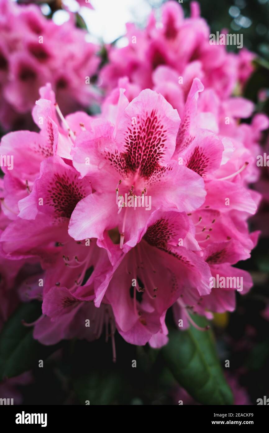 pink flower Stock Photo