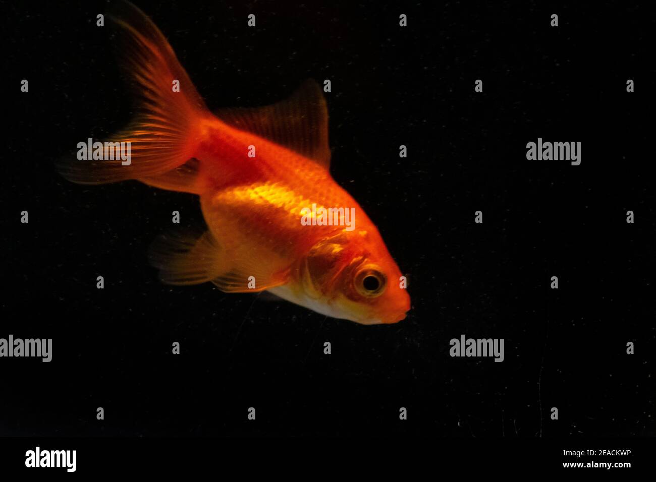 The goldfish (Carassius auratus) is a freshwater fish in the family Cyprinidae of order Cypriniformes Stock Photo