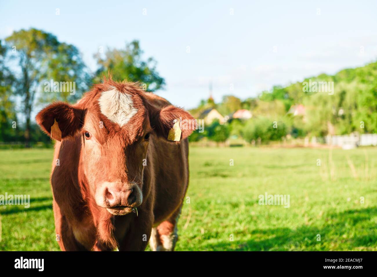Single brown and white cow in the meadow looks at the camera Stock Photo