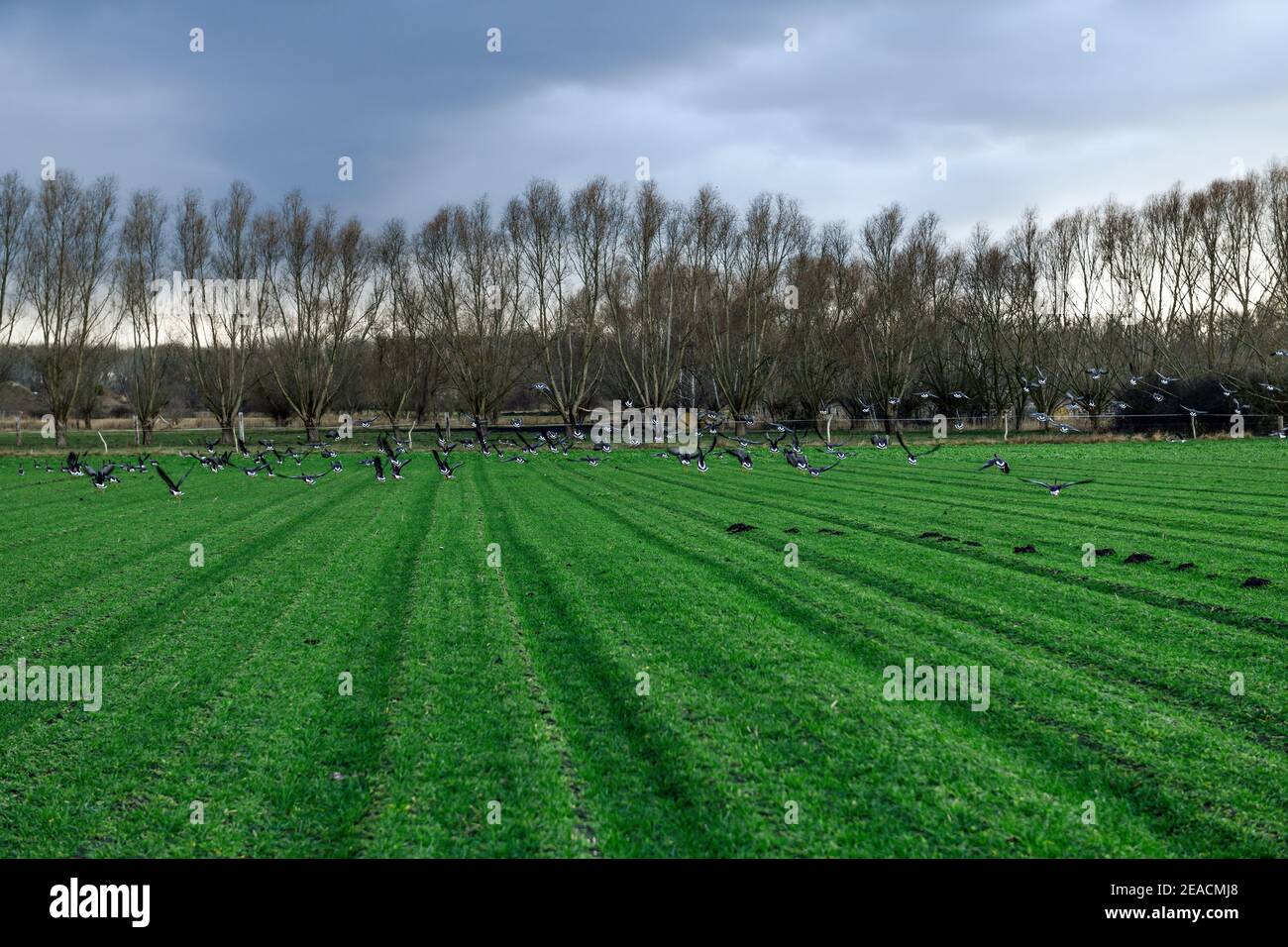 Harvested field with young, green, risen seeds. Spring with flight of geese Stock Photo