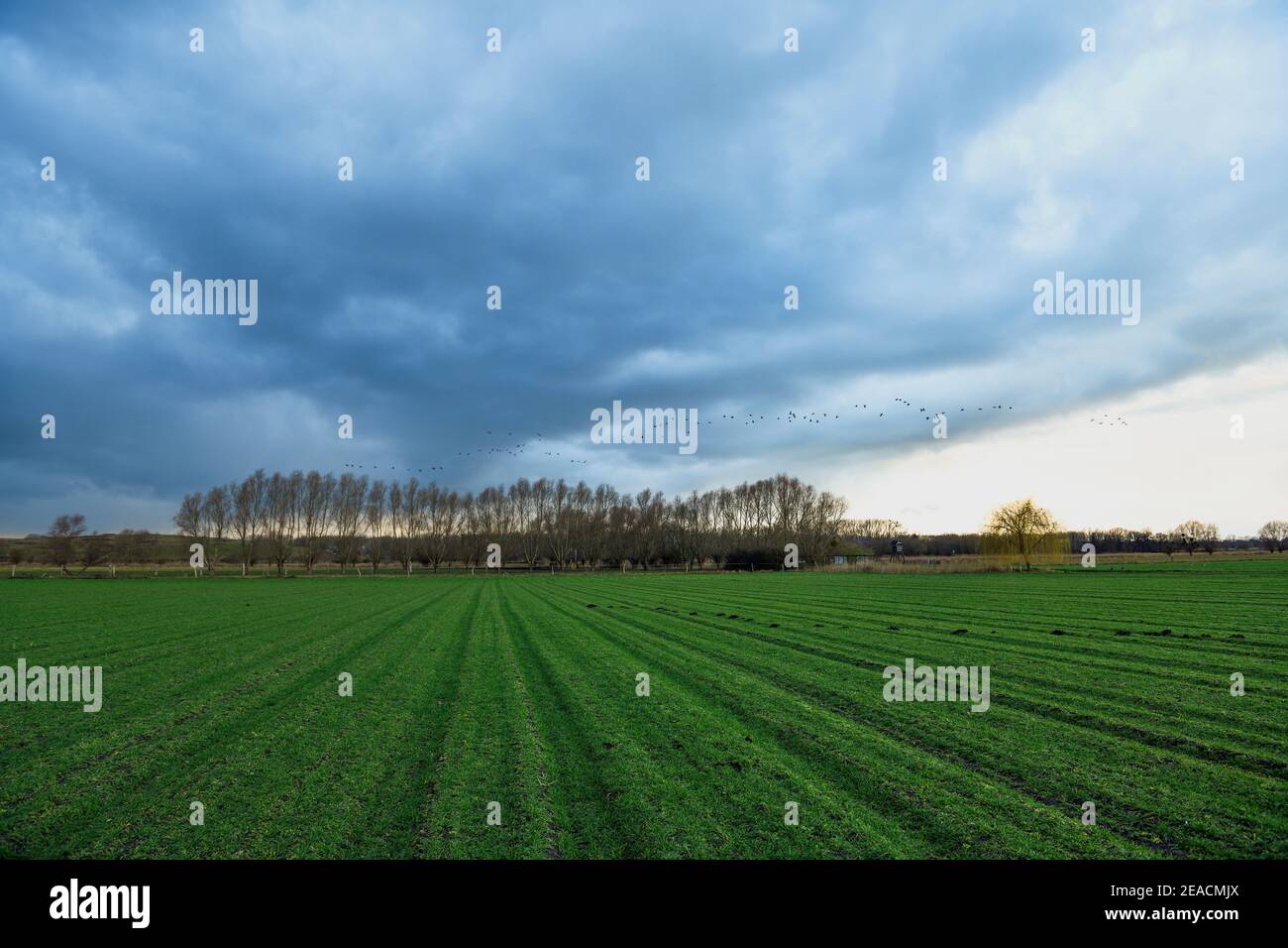 Harvested field with young green risen seeds in spring with birds in the distance Stock Photo