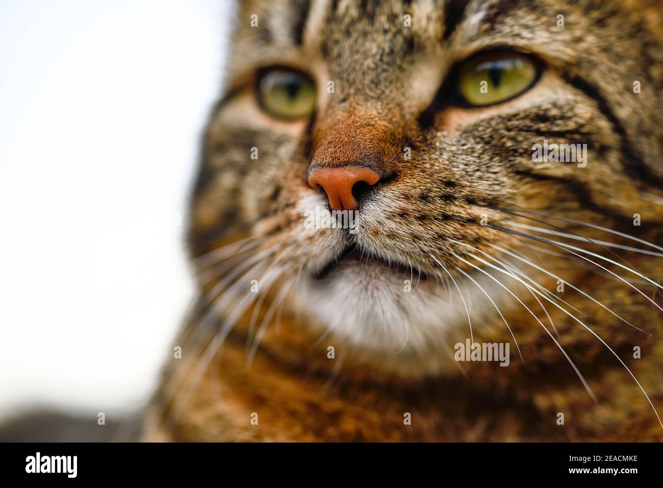 Portrait of a tabby cat -close up Stock Photo