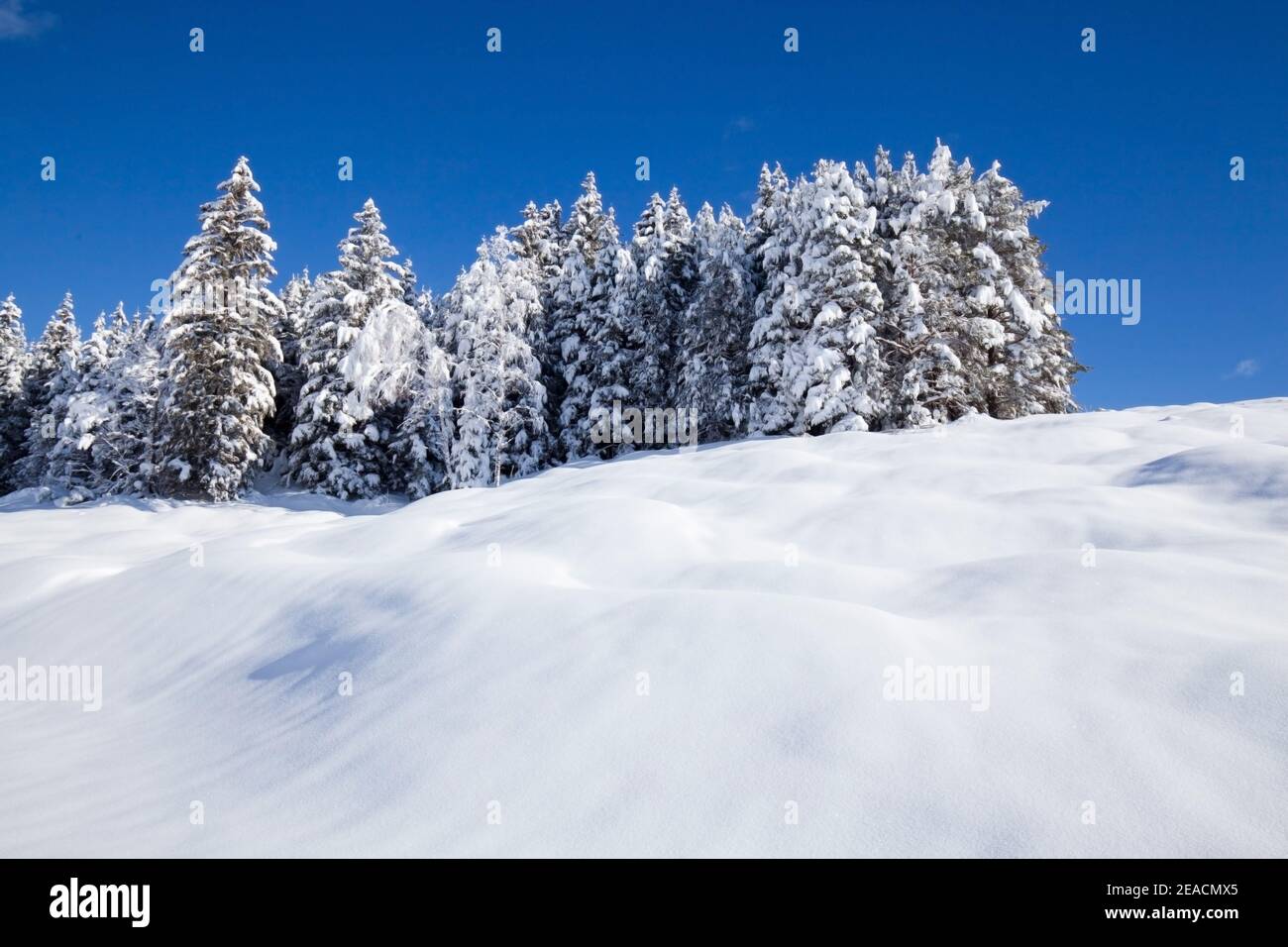 Coniferous forest group in winter on the snow-covered hump meadows near Mittenwald Stock Photo