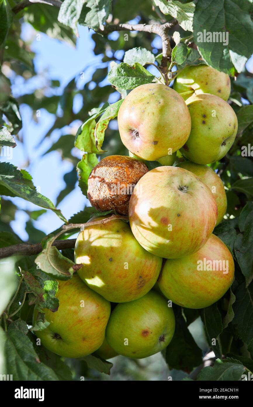 Rotten apple. Fruits Infected by the Apple Monilia fructigena Stock Photo