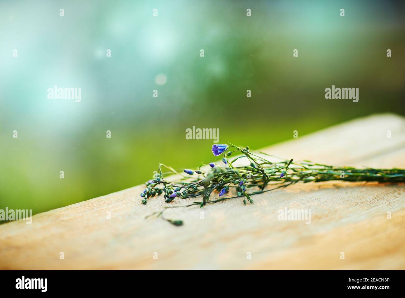 Flax (Linum usitatissimum), also known as common flax or linseed, is lying on a wooden table on a green blurred background Stock Photo