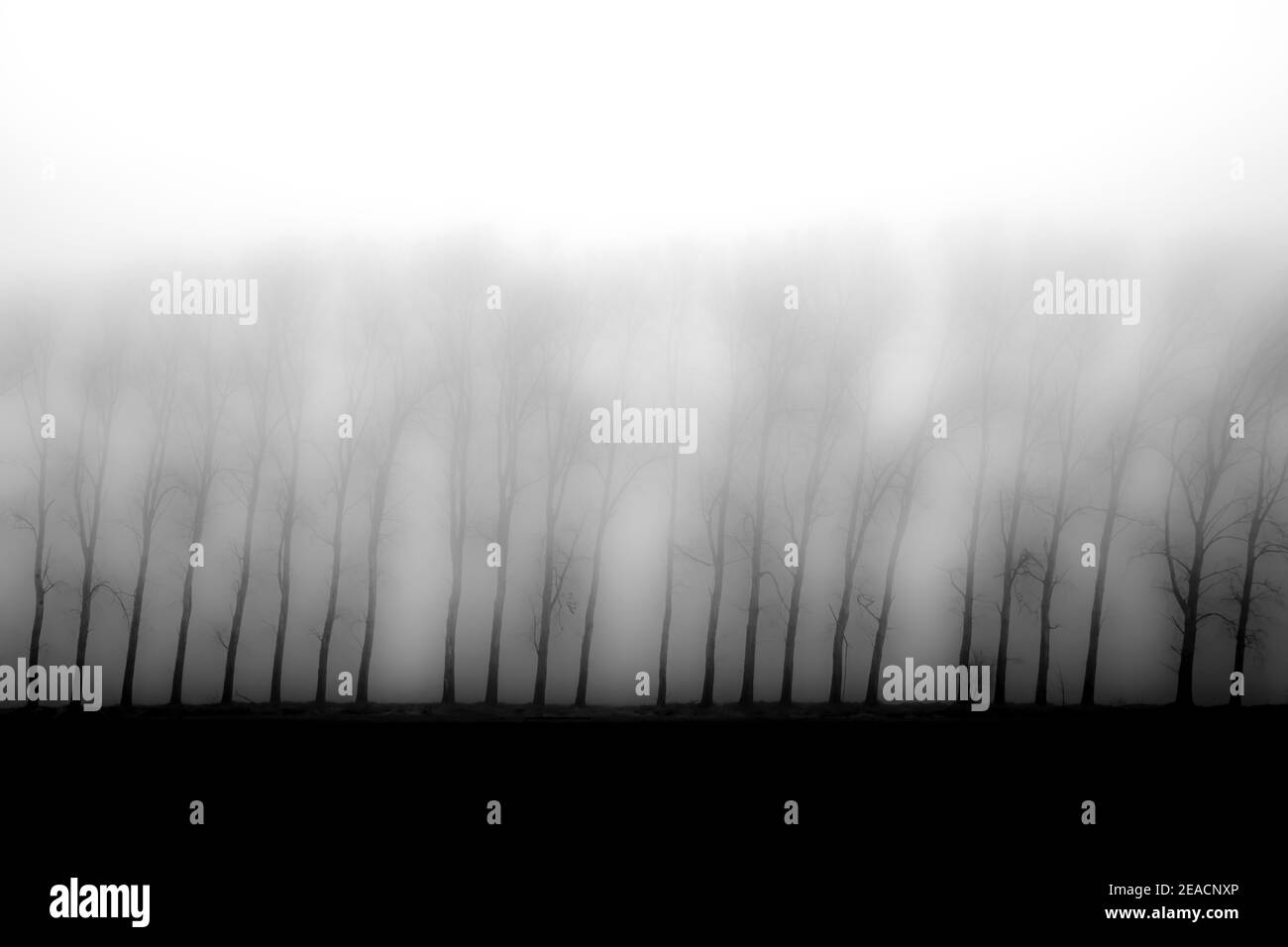 Early morning fog, trees in fog, black and white Stock Photo - Alamy