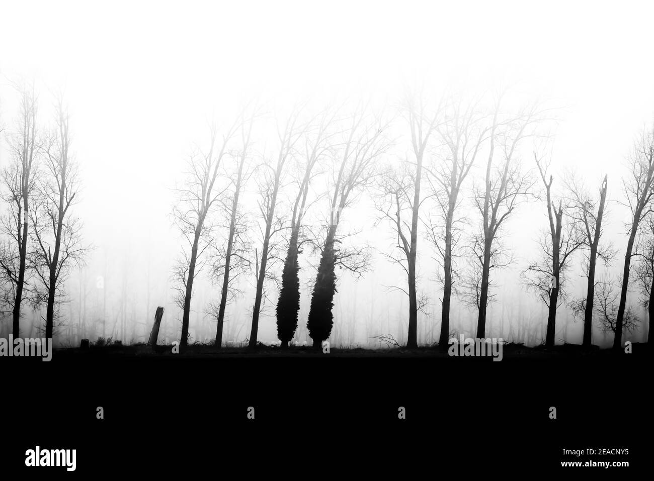 Early morning fog, trees in fog, black and white Stock Photo - Alamy