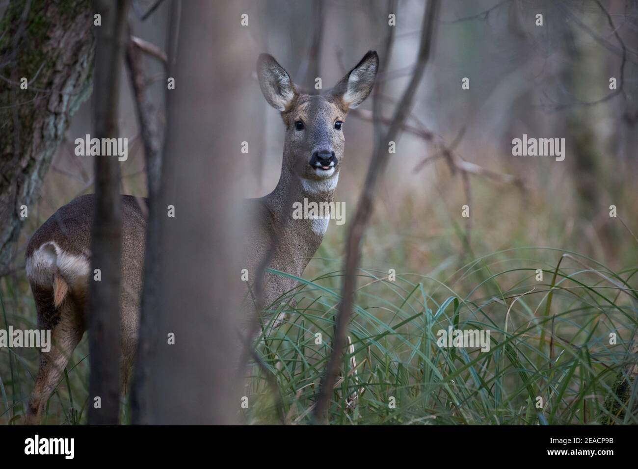 Deer, forest, attentive Stock Photo