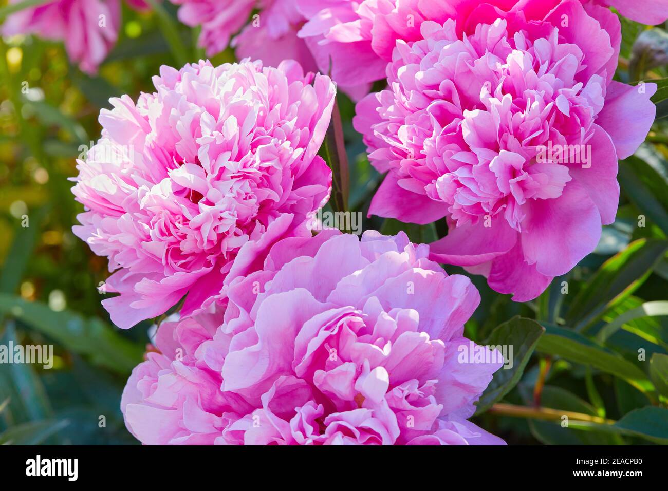 Pink peonies growing in the garden. Closeup of pink peony in a sunny day Stock Photo