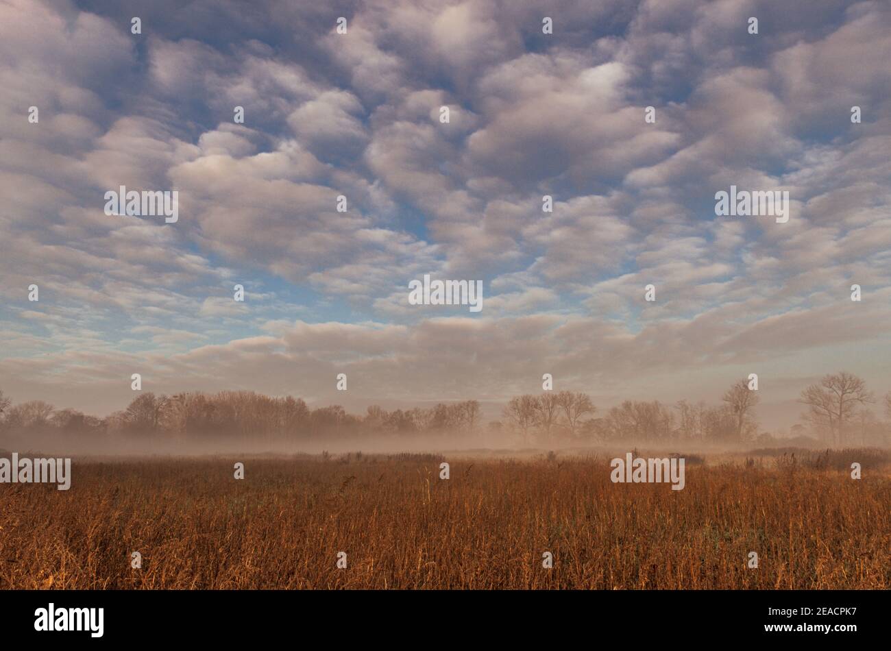 Foggy morning in the Brandenburg landscape - trees in the background and dramatic sky Stock Photo