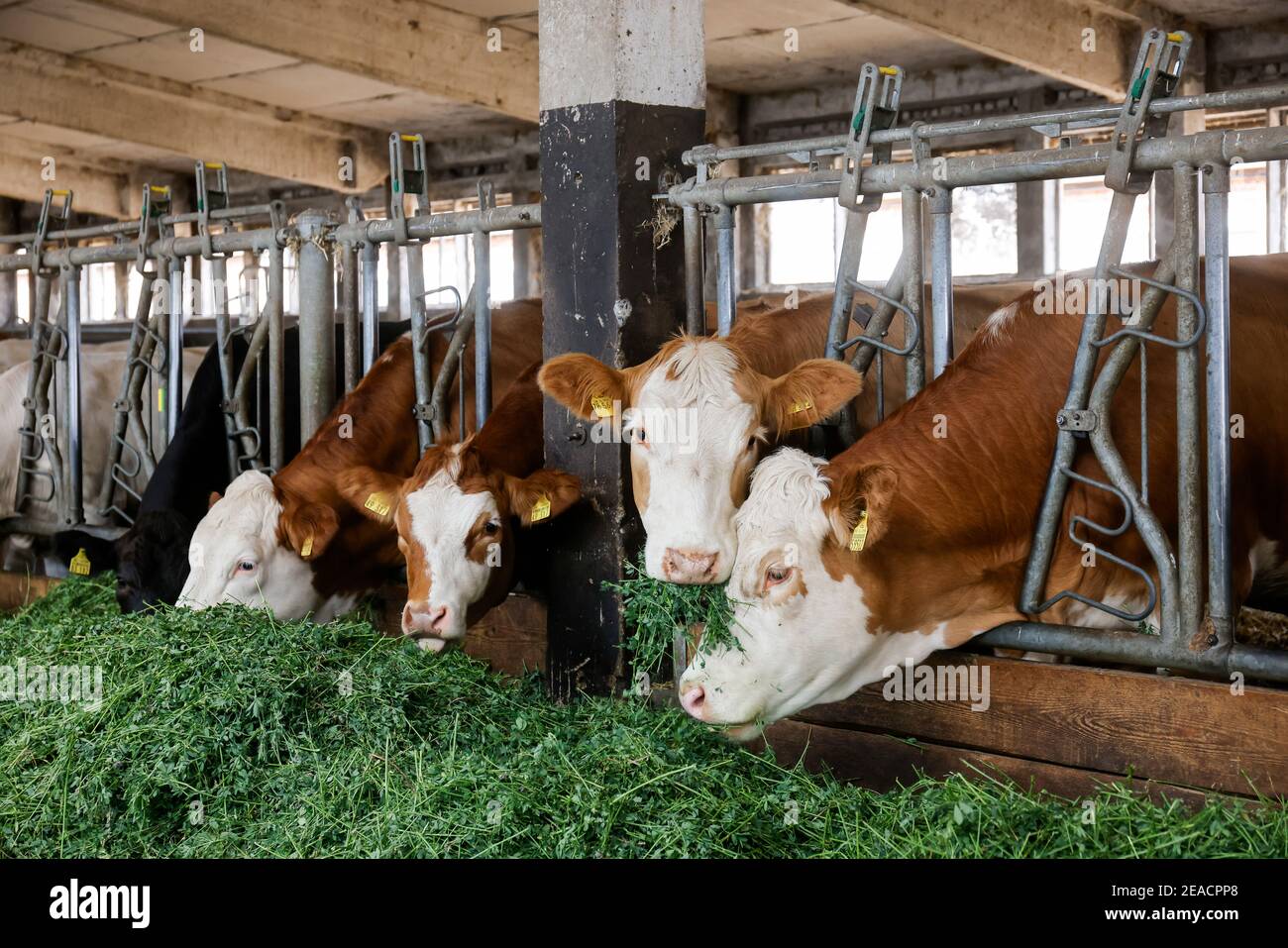 Farm animal relaxing outside hires stock photography and images Alamy