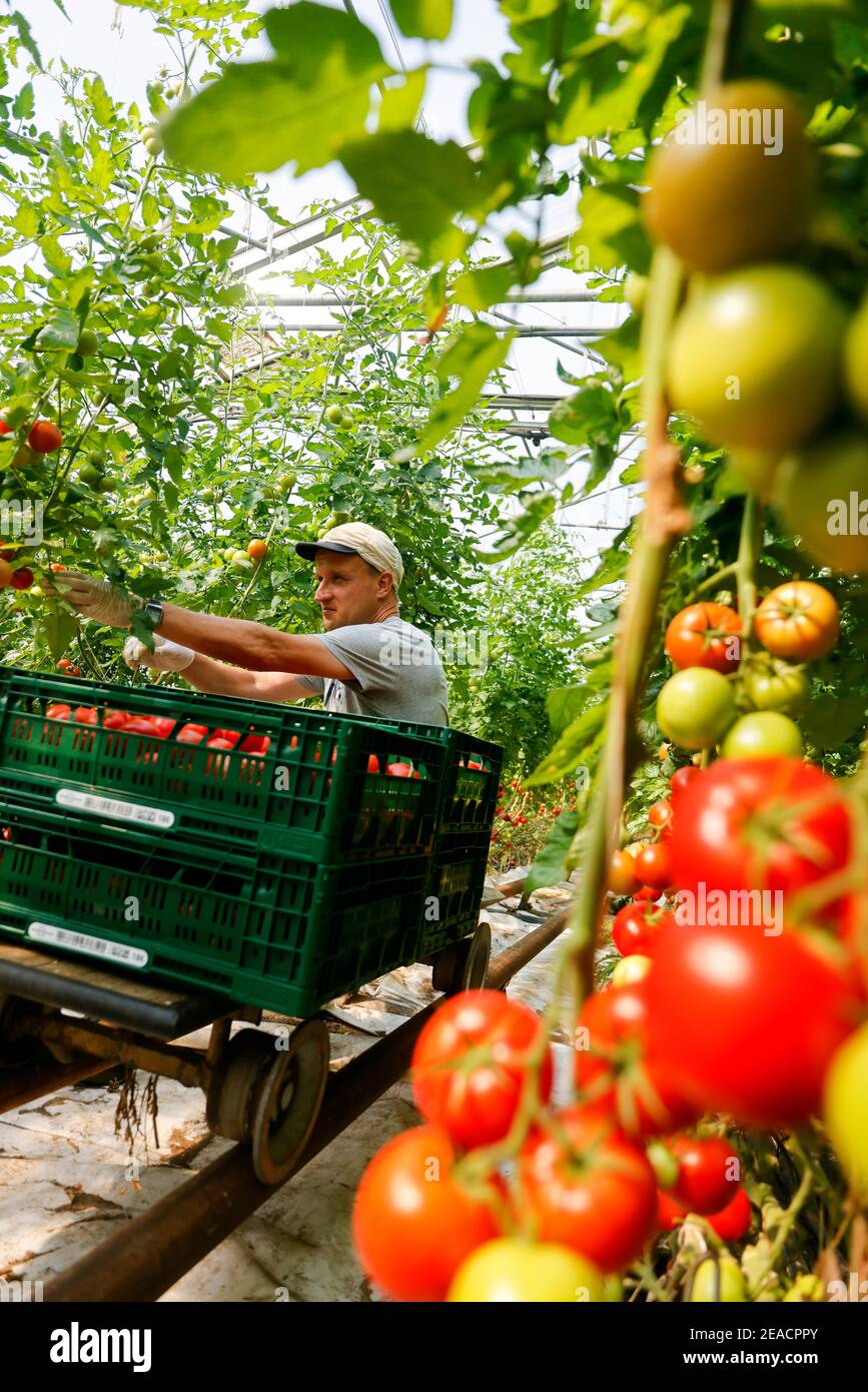 Wittichenau, Upper Lusatia, Saxony, Germany - Tomato harvest on the family-run Domanja farm and vegetable farm, up to 25 employees work on the inclusion farm, including 5 employees with severe disabilities, here a permanent employee with severe disabilities harvests ripe tomatoes in the greenhouse. Stock Photo