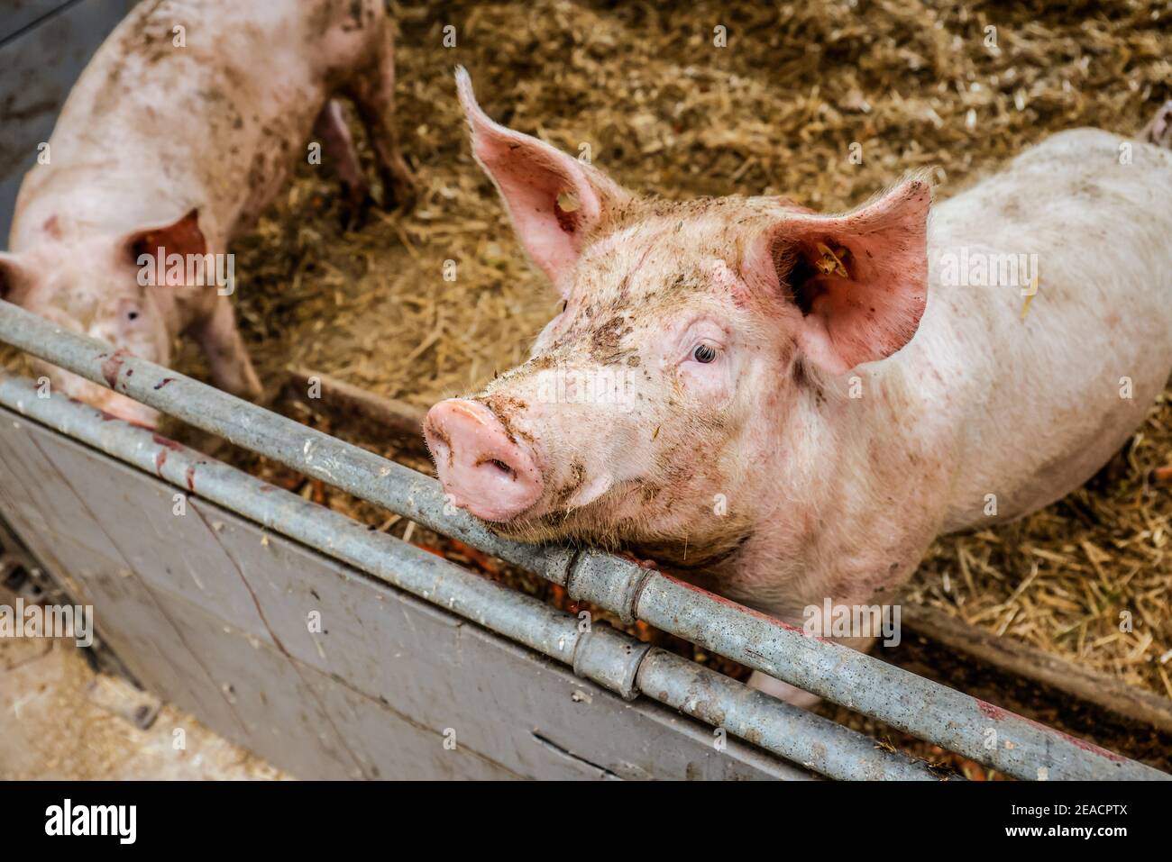 Upper Lusatia, Saxony, Germany - organic pigs in the barn, the animals are kept on straw in a species-appropriate manner on this farm, with generous space above organic norms and fed with self-produced farm-own feed, after they have eaten the pigs are allowed to go back outside. Stock Photo