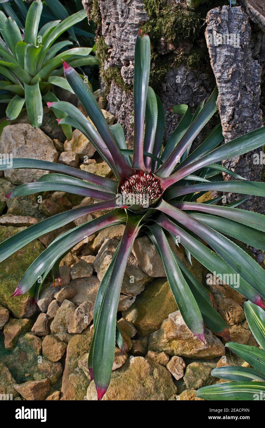 Neoregelia concentrica, bromeliad in a Desert Garden Stock Photo
