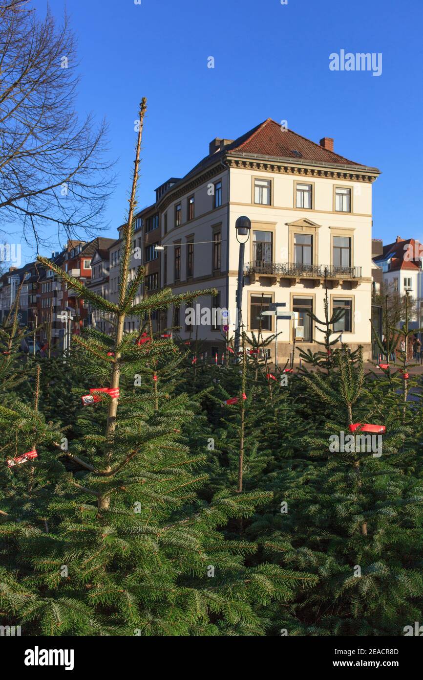 Fir trees to buy on a sales stand, Bremen, Germany, Europe Stock Photo