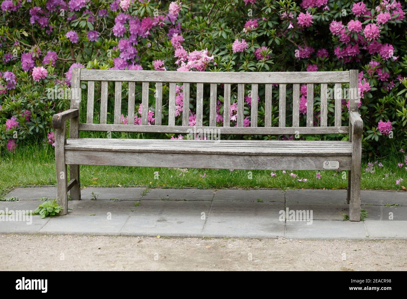 Old wooden bench in a park in front of a pink rhododendron bush, Germany Stock Photo