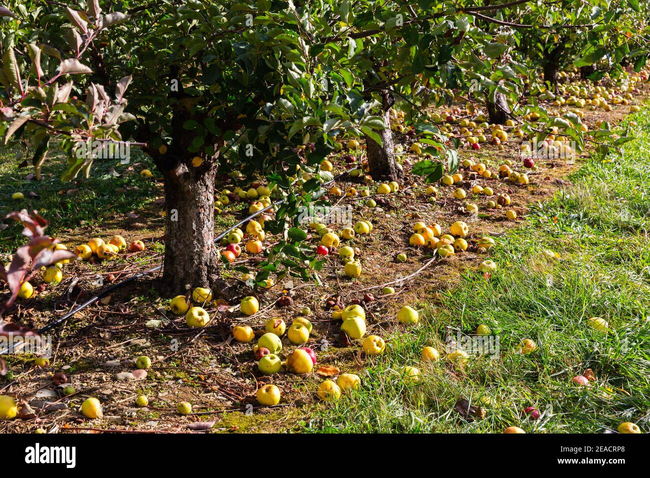 Apple Orchard in Upstate New York Stock Photo Alamy