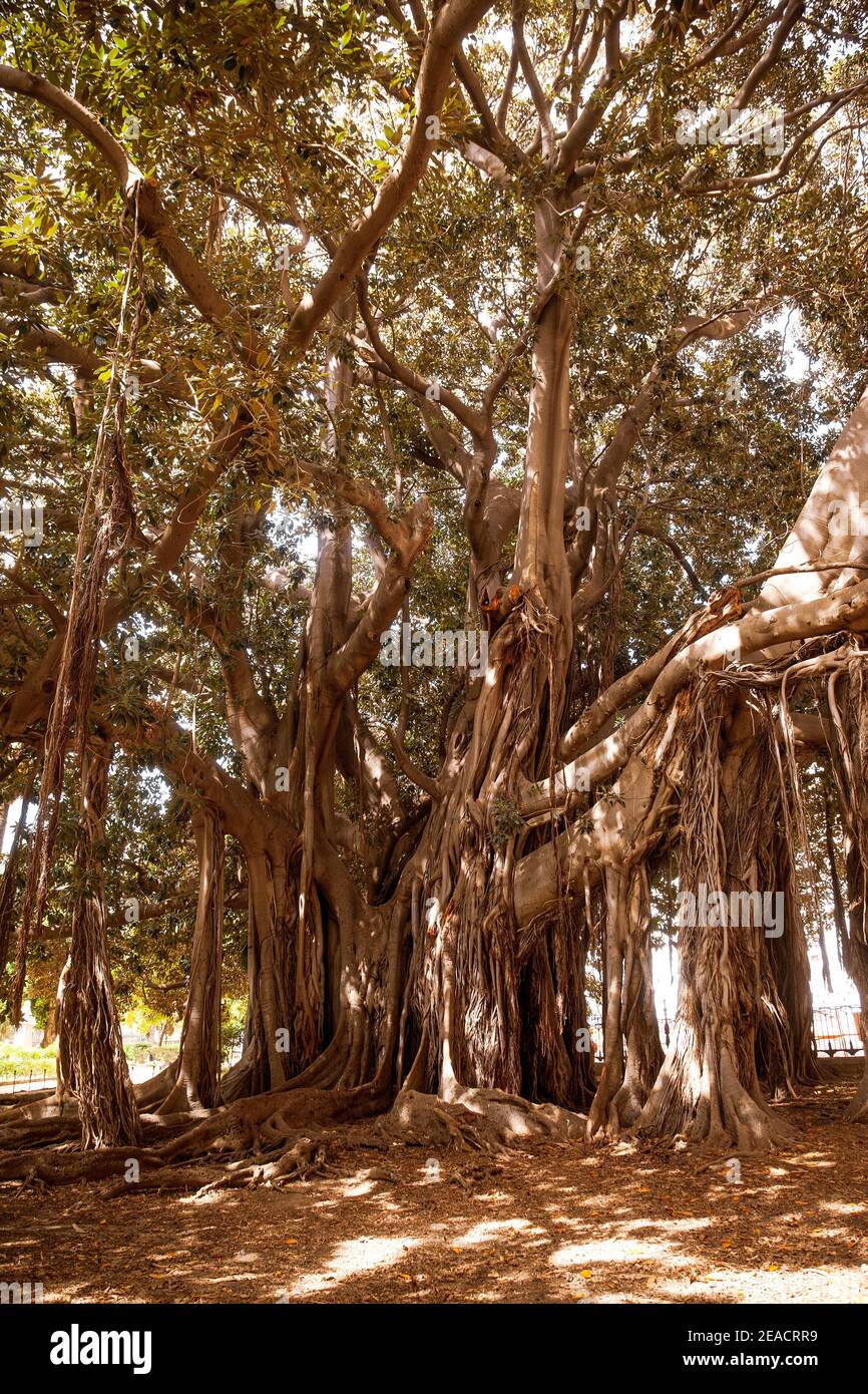 Giardino Garibaldi, tree, garden, Palermo, Sicily, capital, big city ...
