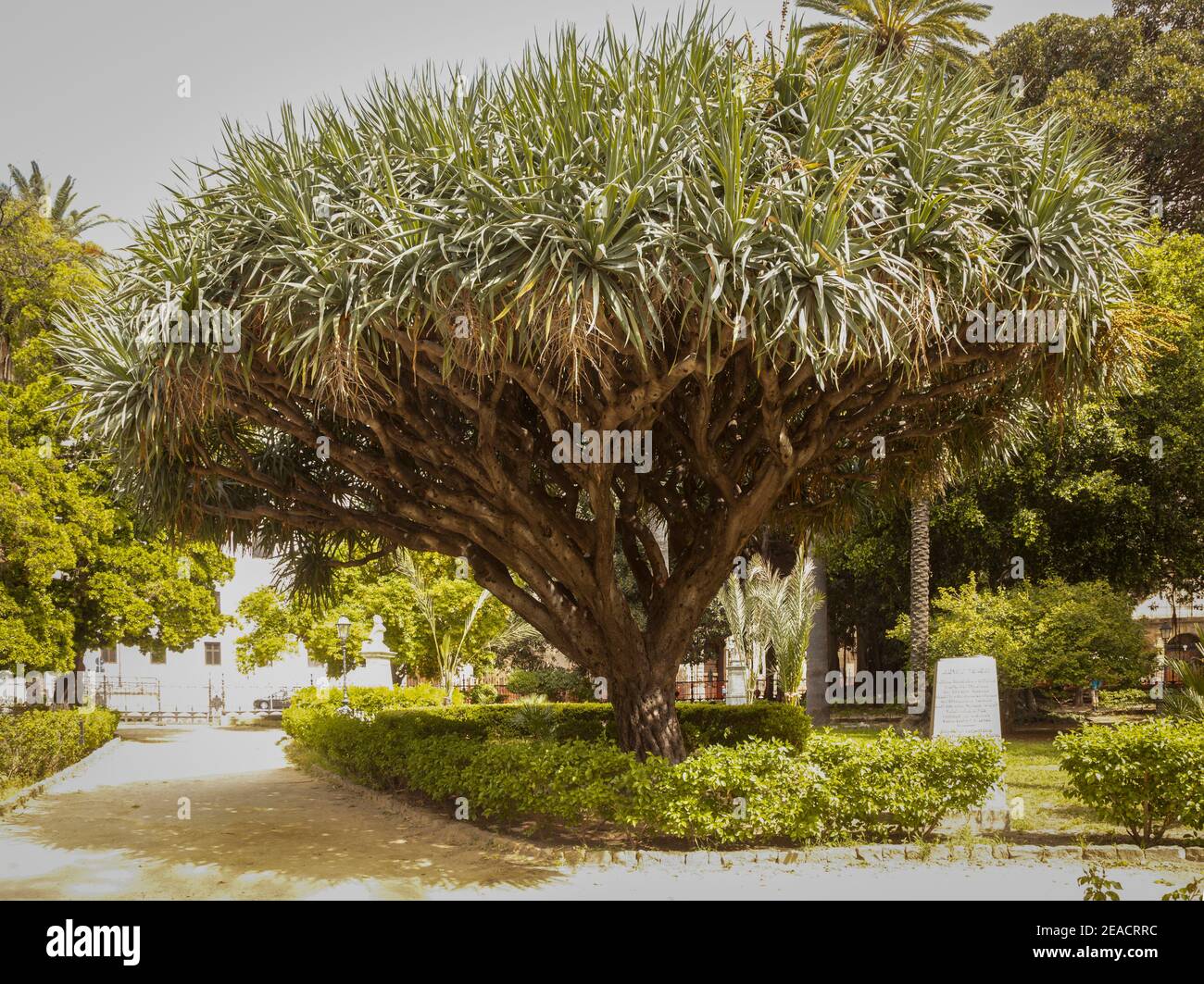 Giardino Garibaldi, tree, garden, Palermo, Sicily, capital, big city ...