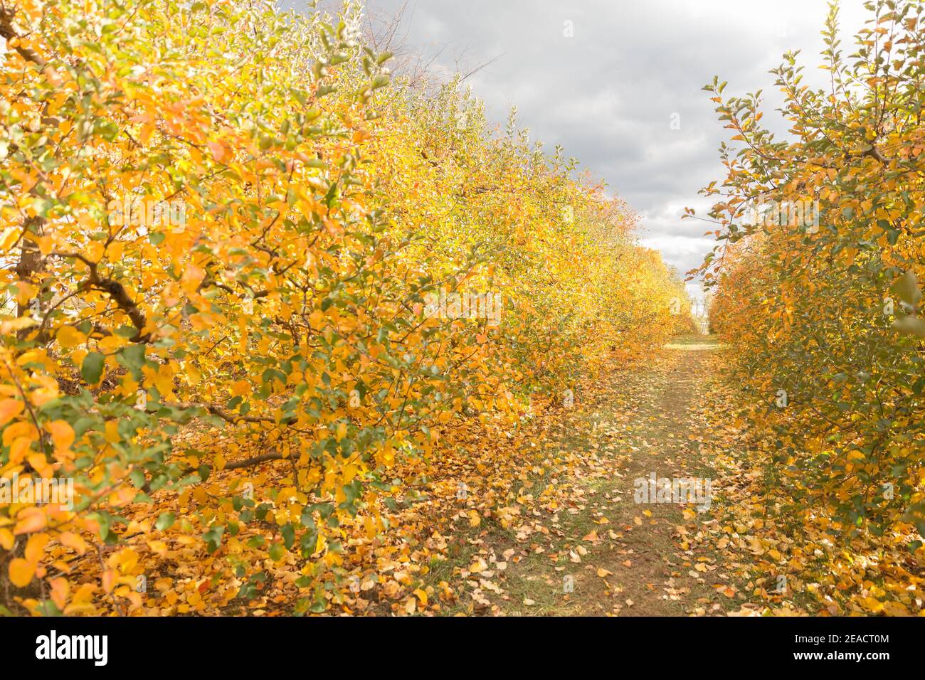 Apple Orchard in Upstate New York Apples on a tree , branch Stock