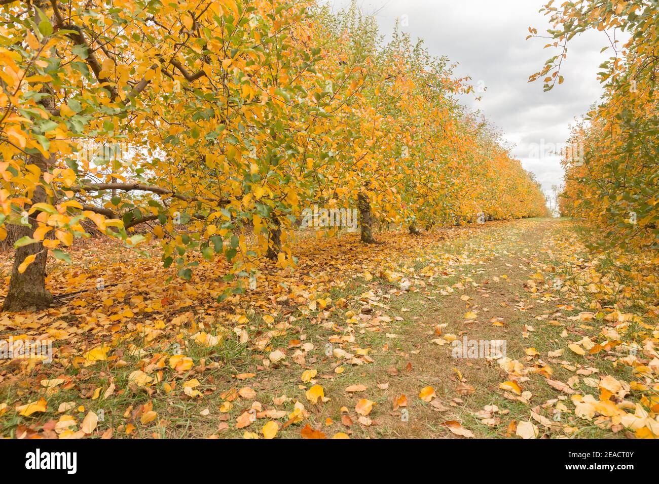 Apple Orchard in Upstate New York Apples on a tree , branch Stock