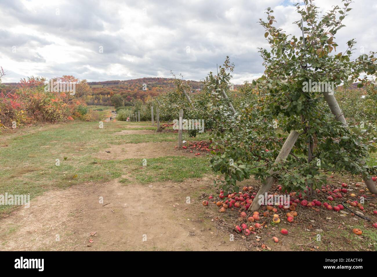 Apple Orchard in Upstate New York Apples on a tree , branch Stock