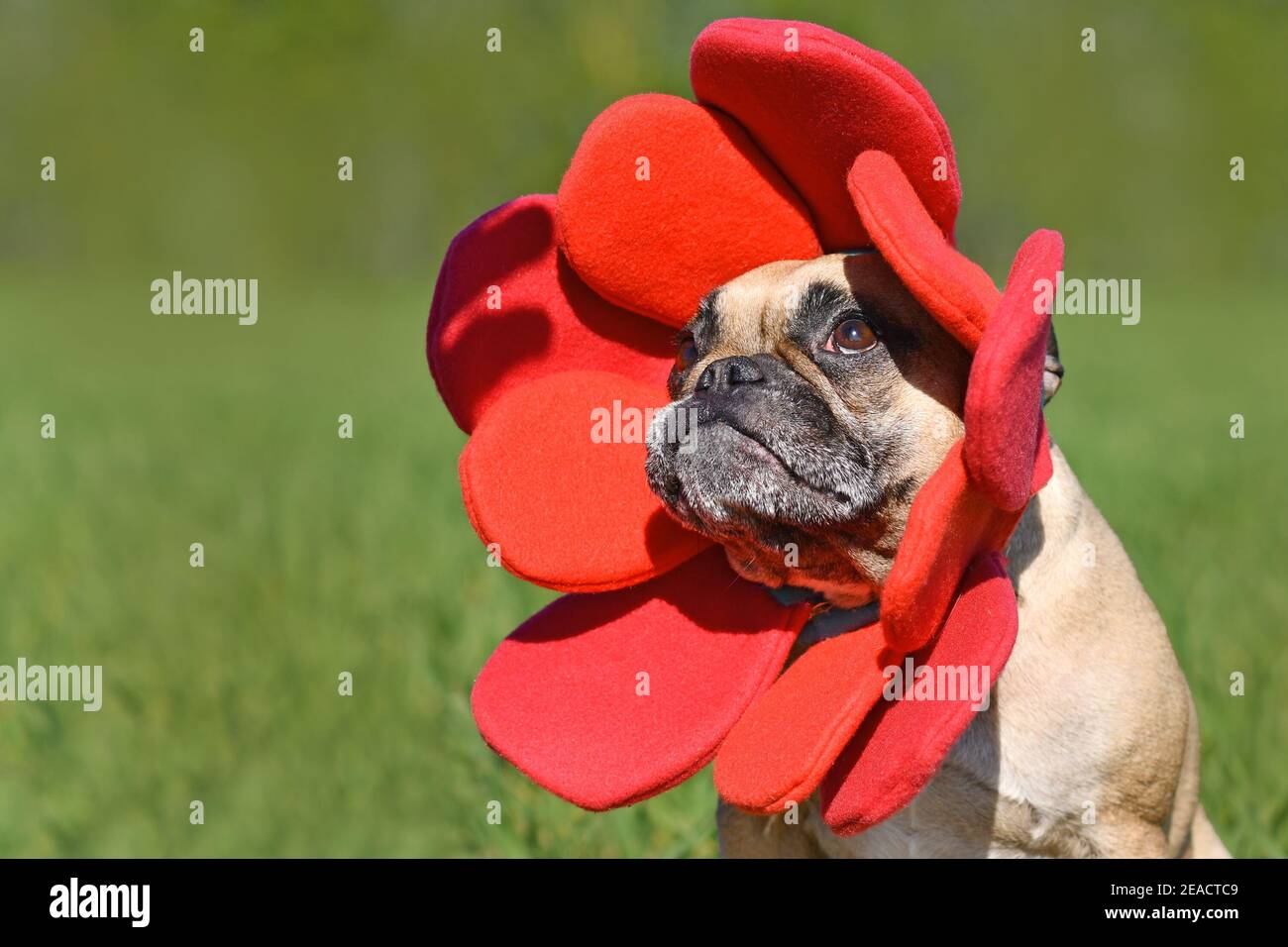 French Bulldog dog dressed up as funny spring flower with red petal headband costume Stock Photo