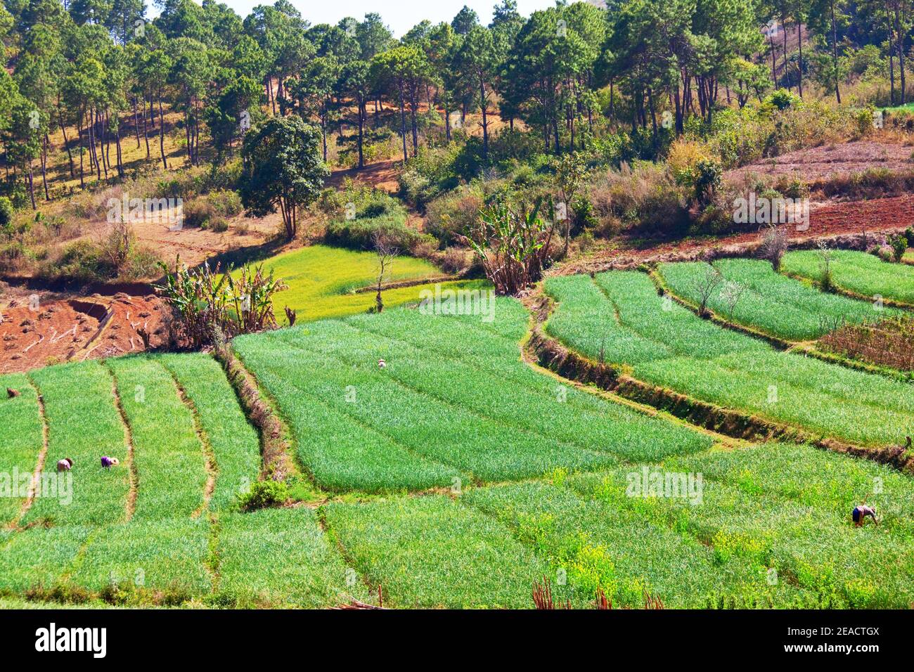 Small rice plants in a breeding field glow in a bright green color in Myanmar Stock Photo