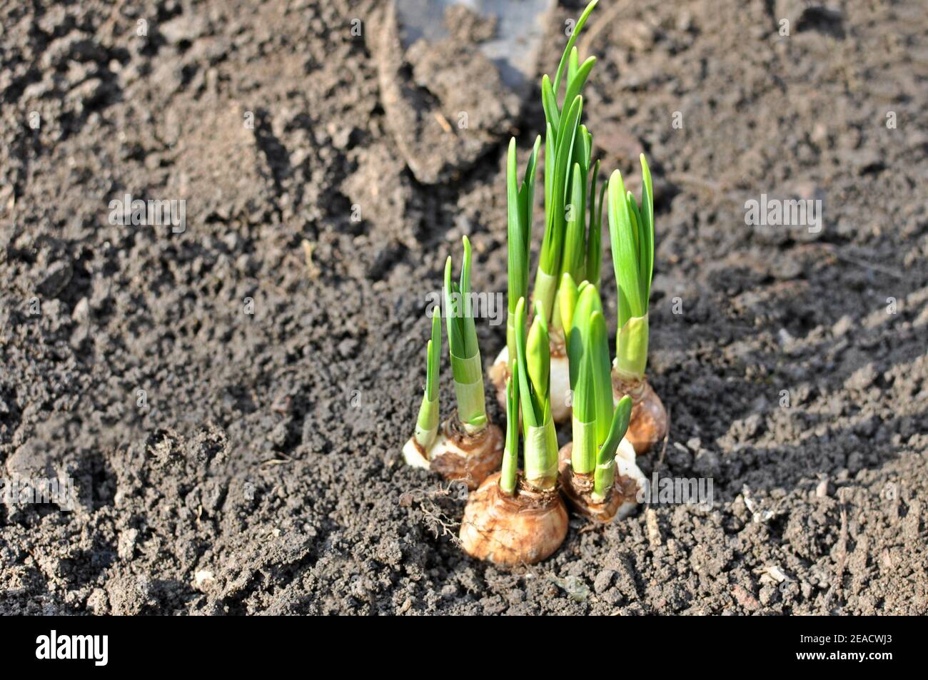 Dirty gardening little row covering with soil a young daffodil flower in spring. Planting concept Stock Photo