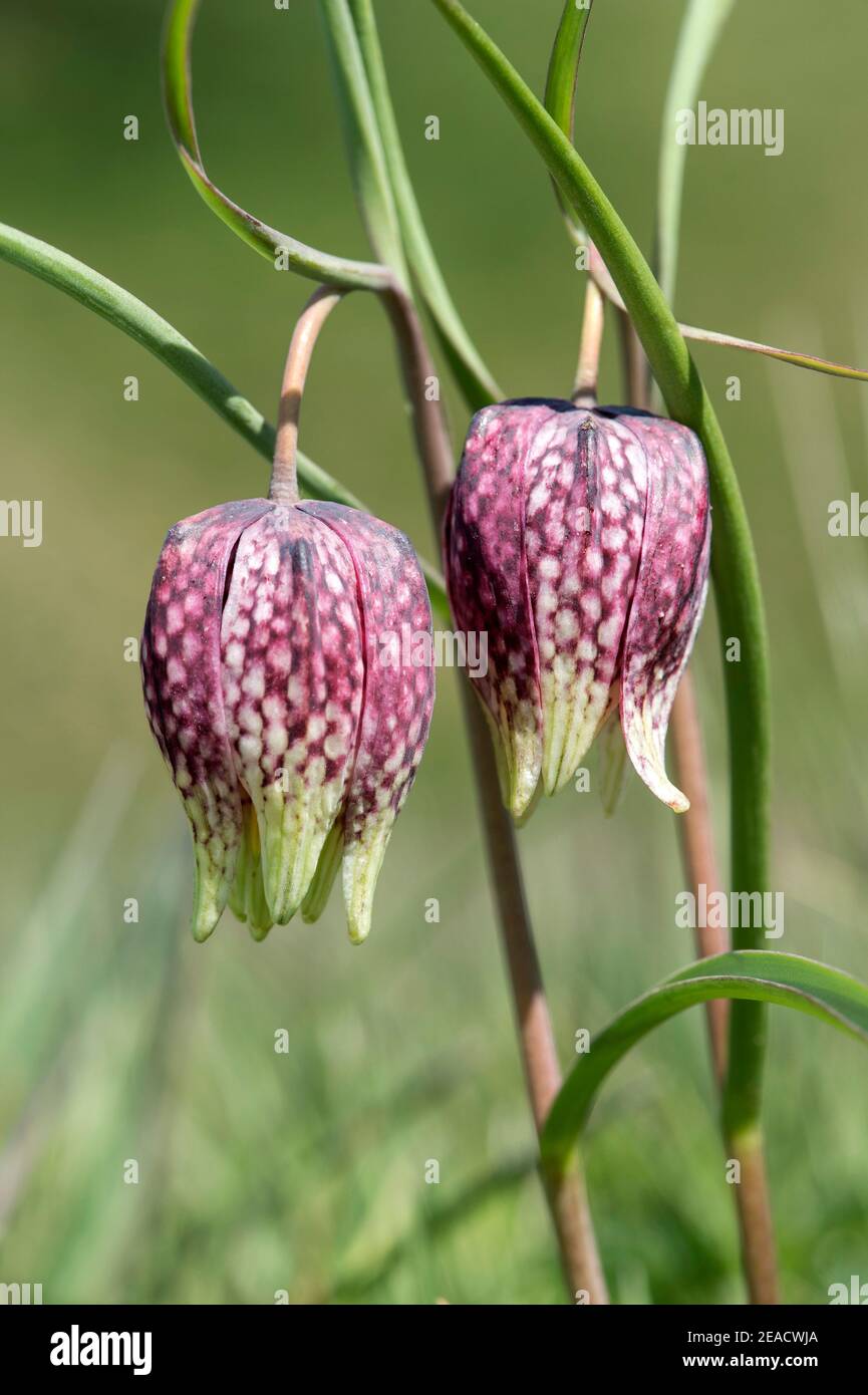 Checkerboard flowers (Fritillaria meleagris), lily family (Liliaceae), Les Brenets, Jura, Switzerland Stock Photo