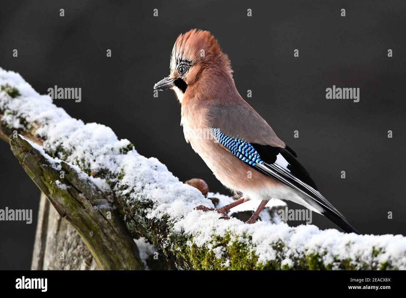 Eurasian jay in winter Stock Photo