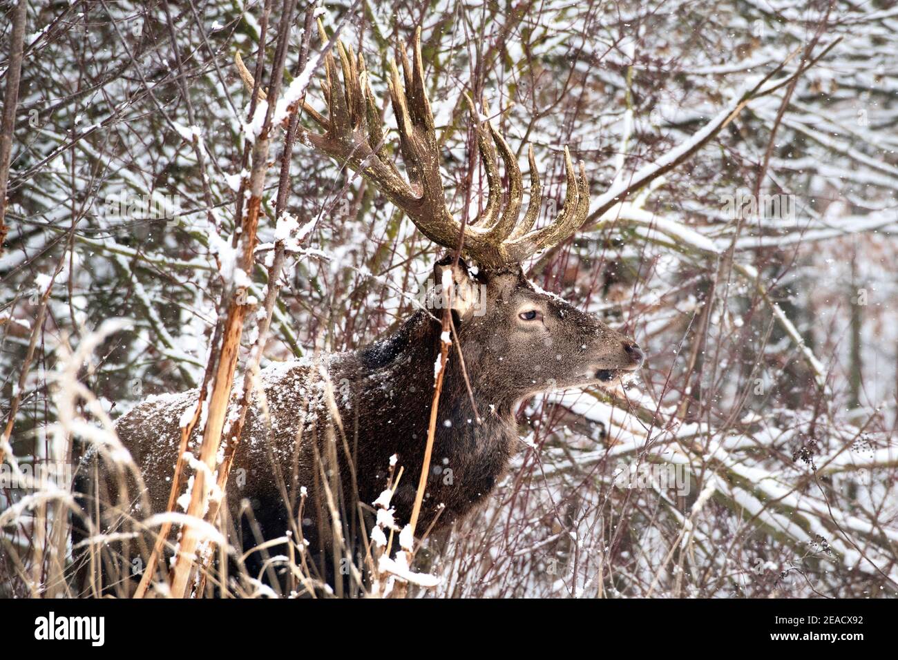 Red deer in winter Stock Photo