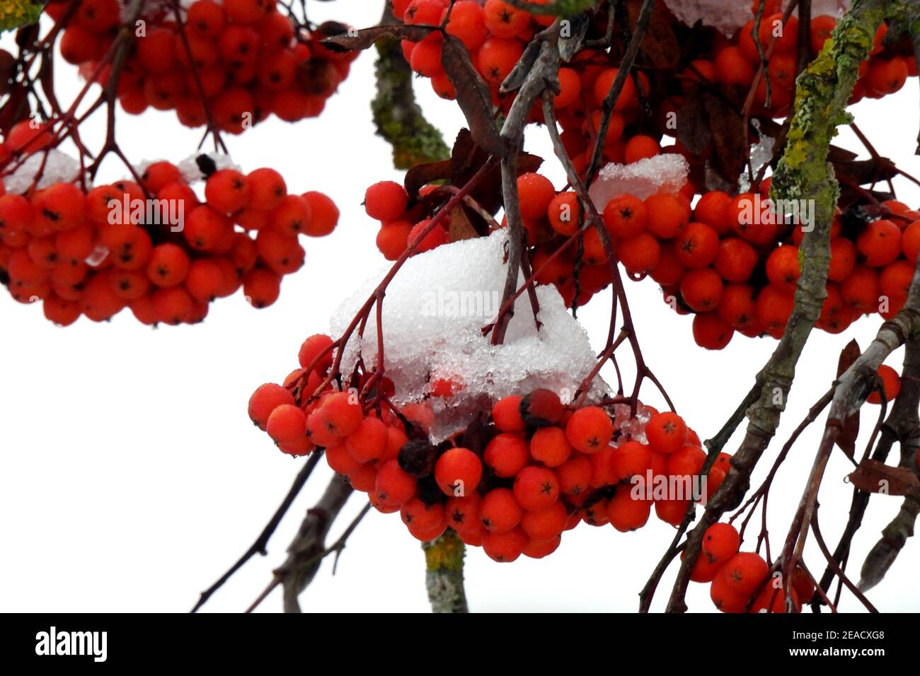 Sorbus aucuparia in winter hi-res stock photography and images - Alamy