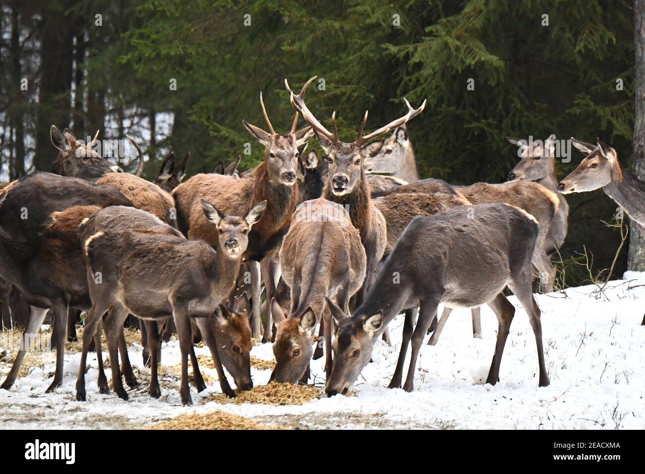 Feeding the red deer Stock Photo Alamy