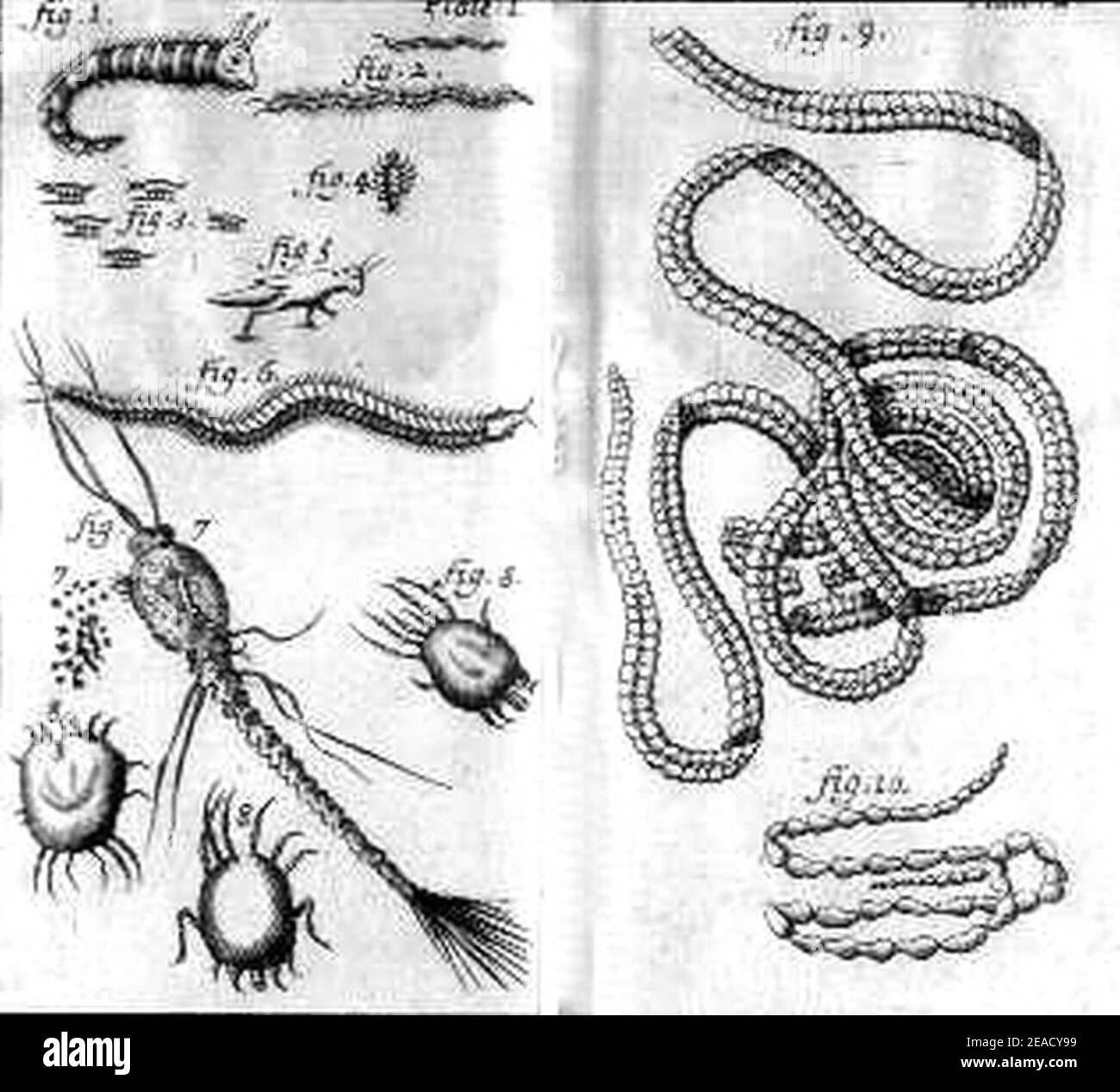 Nicolas Andry illustrations of Stock Photo Alamy