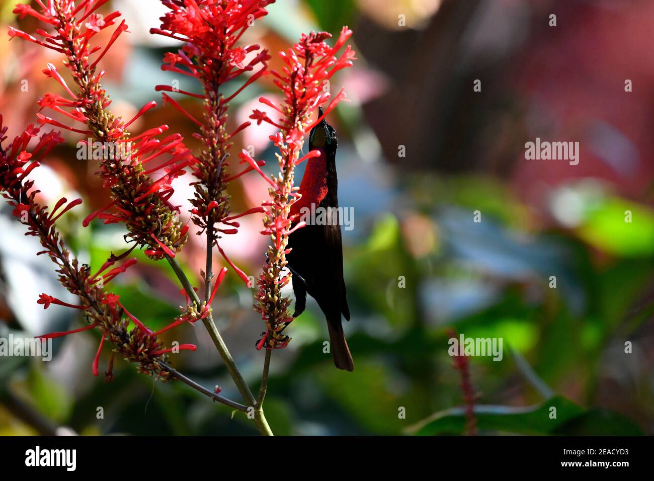 Scarlet-chested Sunbird [Chalcomitra senegalensis] taking nectar from red tubular flowers in Mount Edgecombe Conservancy, South Affrica. Stock Photo