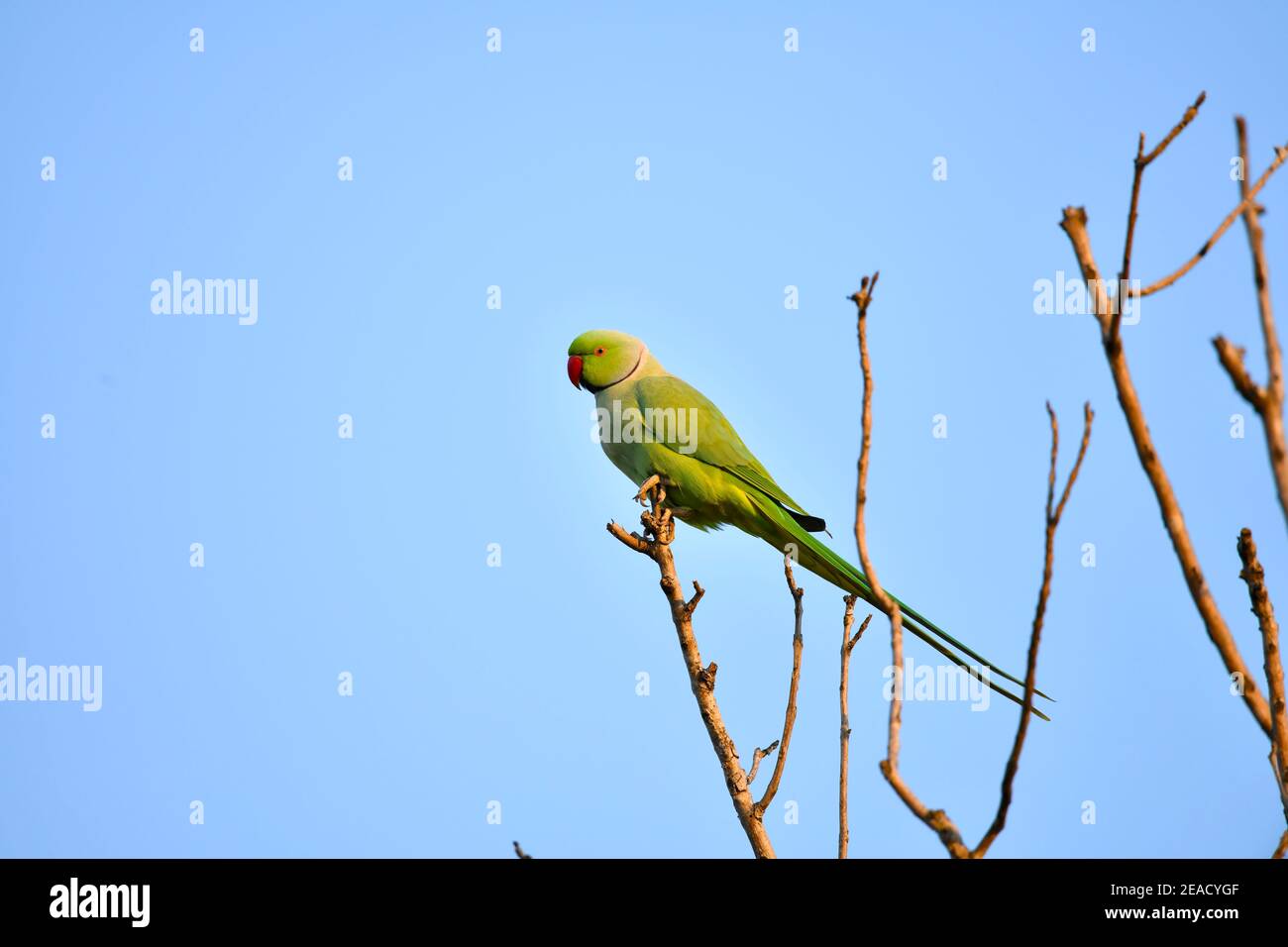 The Rose-ringed Parakeet Project - South Africa