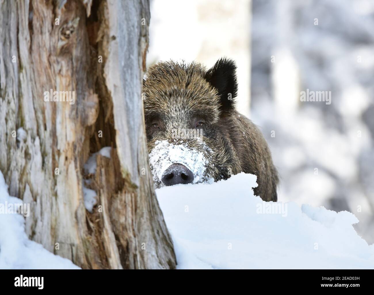 Wild boar in the snow Stock Photo Alamy