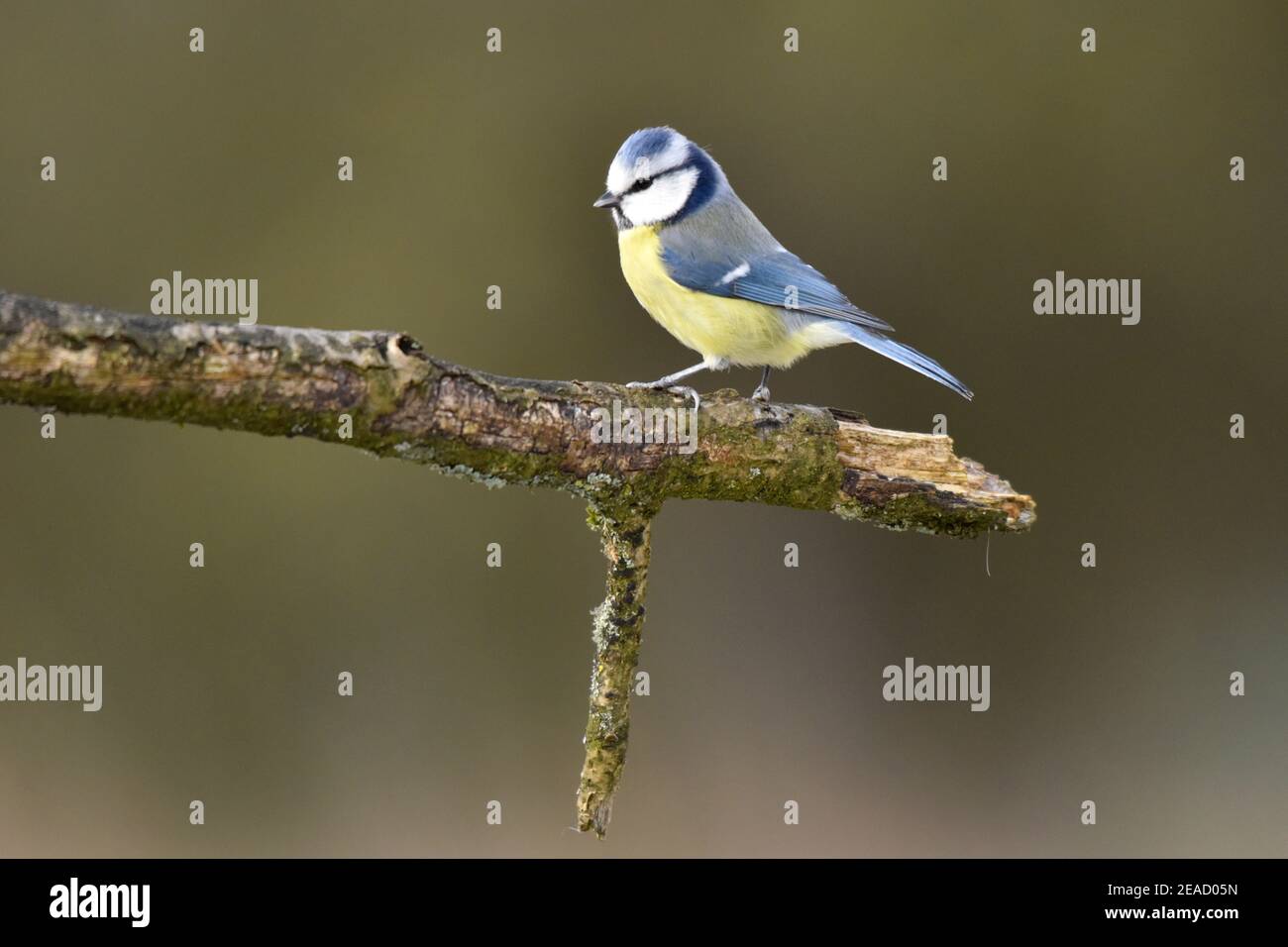 Blue tit in February Stock Photo