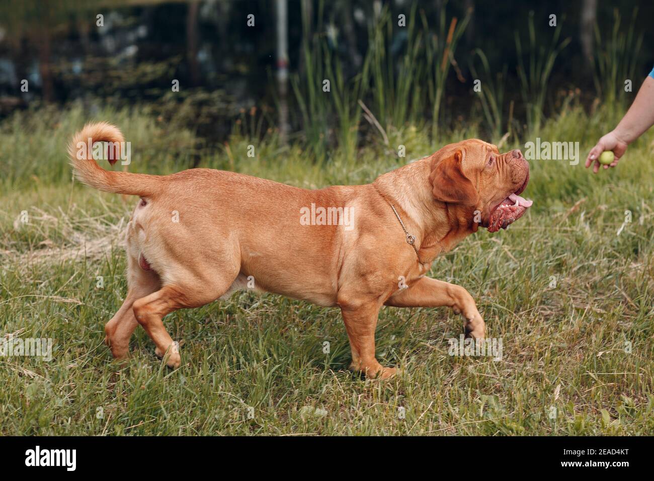 Portrait Dogue de Bordeaux Dog mastiff animal Stock Photo Alamy