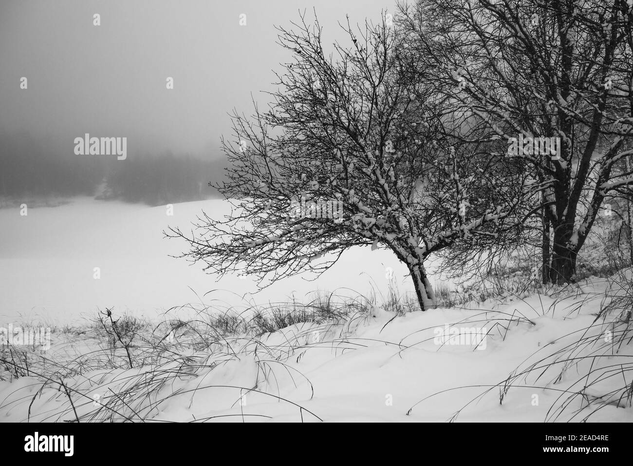 Snow covered apple tree, snowy and misty weather in countryside Stock Photo