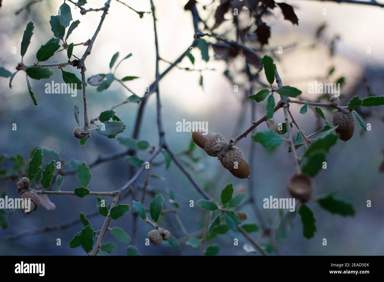 Acorn nut fruit, California Scrub Oak, Quercus Berberidifolia, Fagaceae, native shrub, Topanga