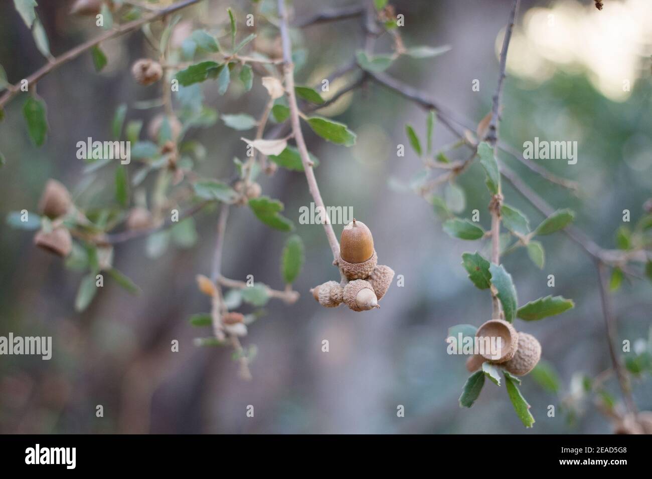 Acorn nut fruit, California Scrub Oak, Quercus Berberidifolia, Fagaceae, native shrub, Topanga State Park, Santa Monica Mountains, Winter. Stock Photo