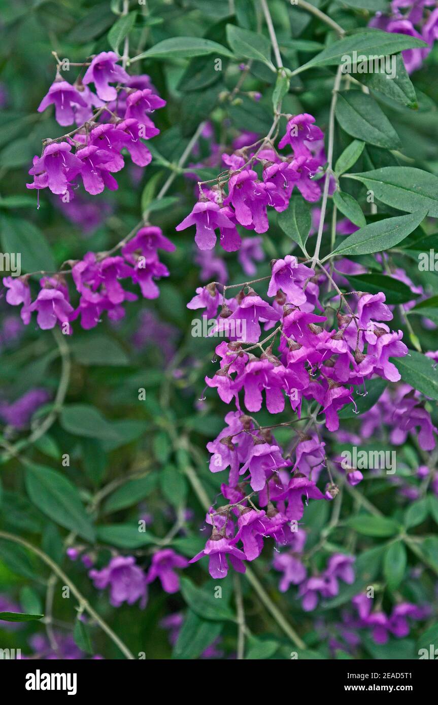 A close up of Prostanthera ovalifolia in the Temperate House at Kew Gardens Stock Photo