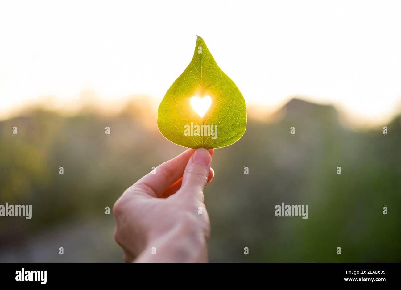 Green leaf with cut heart in a hand Stock Photo