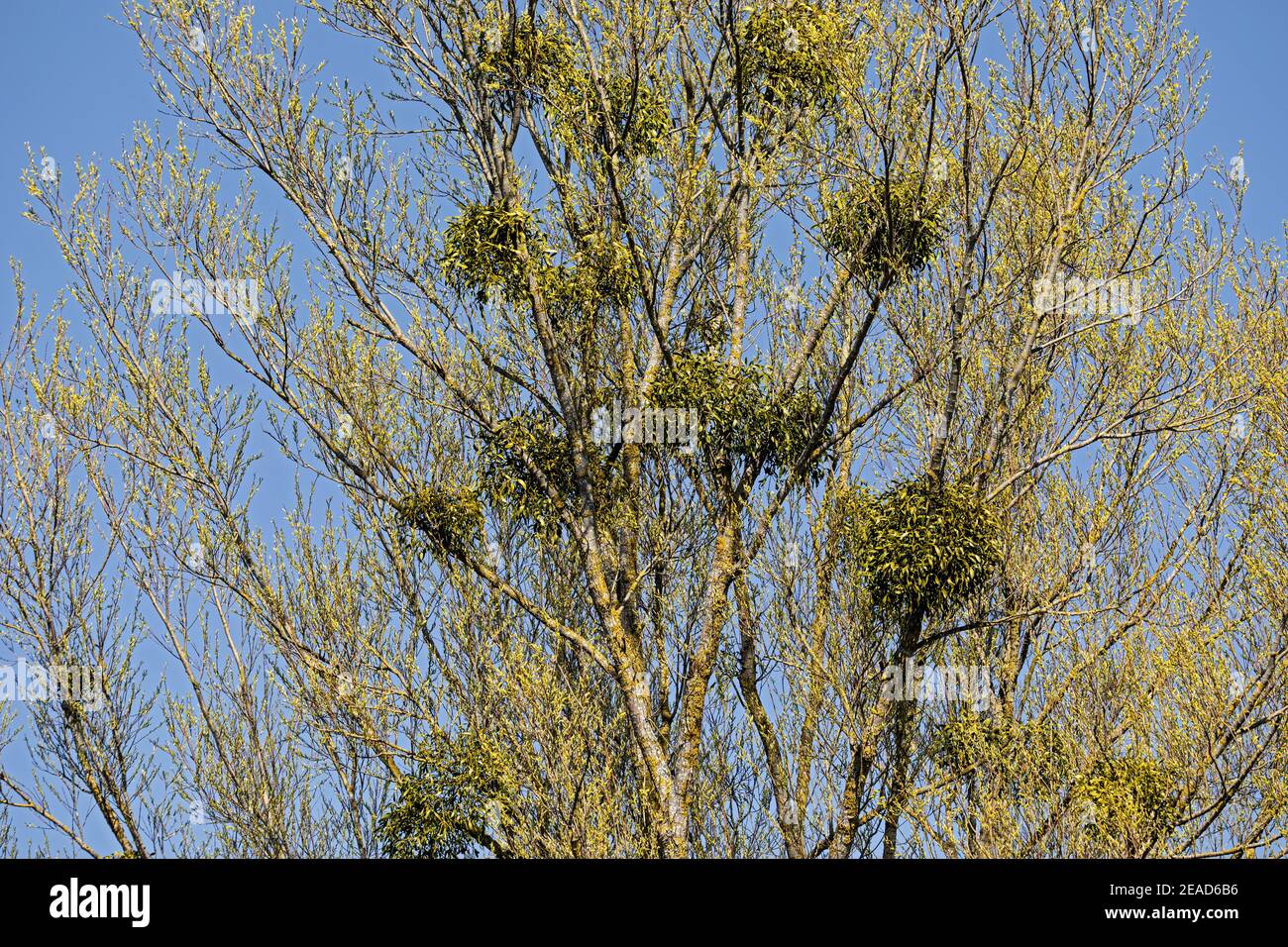 willow tree crown with mistletoe branches growing in it Stock Photo